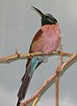 Northern Carmine Bee Eater