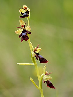 Un ophrys mouche (Ophrys insectifera), orchidée européenne des pelouses et bois clairs calcaires. (définition réelle 3 375 × 4 500)