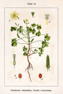 Oxalis corniculata