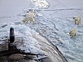 Image 37Three polar bears approach USS Honolulu near the North Pole. (from Arctic Ocean)