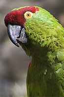 Conure à gros bec