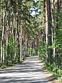 English: Road at the Kallahti nature conservation area Suomi: Tie Kallahden luonnonsuojelualueella