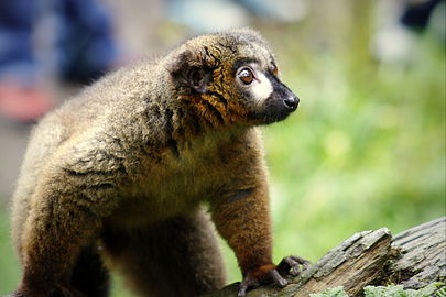 Red-bellied lemur (en)