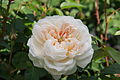 «Գլամզ» վարդը (անգլիացի ծաղկաբույծ Դեյվիդ Օստինը իր ստացած վարդի այս տեսակը կոչել է Գլամզ ամրոցի պատվին)