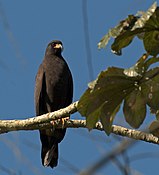 Шуліка-слимакоїд червоноокий (Rostrhamus sociabilis)