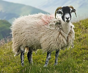 Swaledale sheep