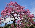 Lapacho negro (Handroanthus heptaphyllus)