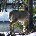 Snowshoe Mountain, West Virginia