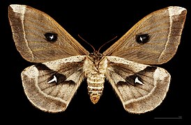 Femelle, face ventrale MHNT