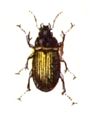 A. lunicollis