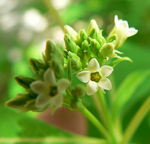 kanaba apocino (Apocynum cannabinum)