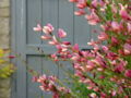 Broom flowers in my garden