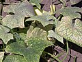 Cucumber with Tetranychus urticae