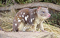 December 28th Tiger Quoll in Tasmania