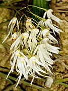 Dendrobium linguiforme