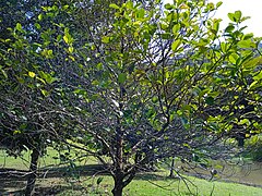 Dillenia philippinensis tree