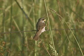 Double-collared Seedeater (Sporophila caerulescens) (8077660790).jpg