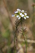 rzeżucha łąkowa (C. pratensis)