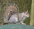 Eastern Gray Squirrel