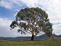 Eucalyptus rubida (candlebark gum) in Burra, New South Wales.