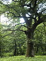 Stieleiche, ehemaliger Hutebaum im Schwanheimer Wald