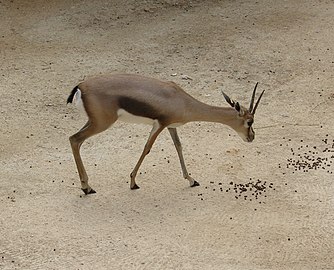 Spikova gazela (ženka)