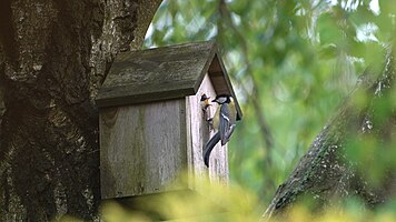 Sikorki i sójka (Titbox and the jay)