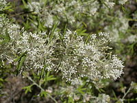 Grevillea vestita