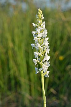 Inflorescence d'une variété blanche d'orchis moucheron (Gymnadenia conopsea), orchidée eurasiatique assez commune des prés et prairies calcaires. (définition réelle 3 200 × 4 800)