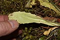 Anacortes Community Forest Lands