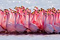 Ritual de apareamiento de parinas chicas en Nor Lípez, Bolivia.