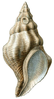 a drawing of brown spindle shaped shell