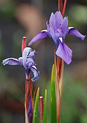 Moraea callista