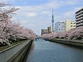 大横川と桜並木（東京都江東区）