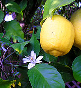 Fleur et fruit.