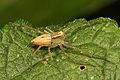 Lynx Spider (Oxyopidae), Caves Branch Jungle Lodge