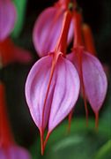 Masdevallia rosea