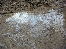 Μυκητικό μυκήλιο (fungal mycelium), από ρίζα μανιταριού.