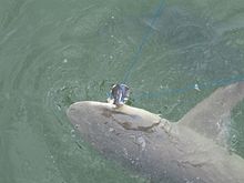 View from above of a sicklefin lemon shark hooked on a line, its head being pulled just above the water surface