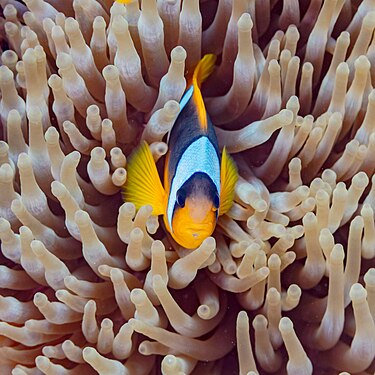 Red Sea clownfish (Amphiprion bicinctus) in a magnificent sea anemone (Heteractis magnifica), Ras Muhammad National Park, Red Sea, Egypt.