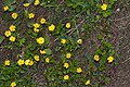 Ranunculus eschscholtzii