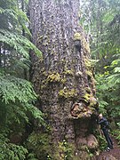 Le Red Creeck Fir sur l'île de Vancouver, Canada, le douglas le plus volumineux.