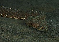 Red Diamond Rattlesnake (4232145858).jpg