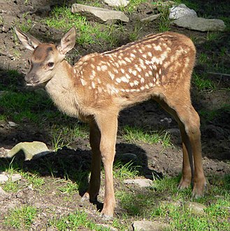 Faon de Cerf élaphe (Cervus elaphus).