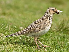 Skylark 2, Lake District, England - June 2009