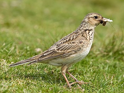 Eurasian skylark, by Diliff