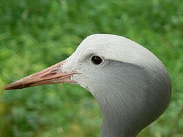 Een paradijskraanvogel in de dierentuin