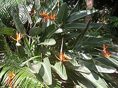 Strelitzia reginae