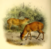 The_book_of_antelopes_(1894)_Cephalophus_harveyi