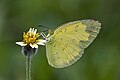 Eurema blanda